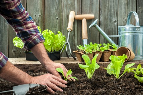 The image depicts a person wearing a plaid shirt tending to a garden bed, planting young lettuce or similar leafy greens into rich, dark soil. Several small, bright green plants are arranged in a row, with some already growing. In the background, a weathered wooden fence provides enclosure, suggesting a domestic garden setting in Carshalton, South London. Gardening tools, including a small hand trowel, a watering can, and a few plant pots are visible on a rustic wooden surface, indicating outdoor gardening activity. The scene is lit by natural daylight, with a slightly overcast sky, creating soft lighting. The overall environment shows a well-maintained outdoor space suitable for vegetable and herb cultivation, supporting local garden maintenance and planting services provided by companies like Hedge Trimming Carshalton, aimed at enhancing domestic outdoor areas.