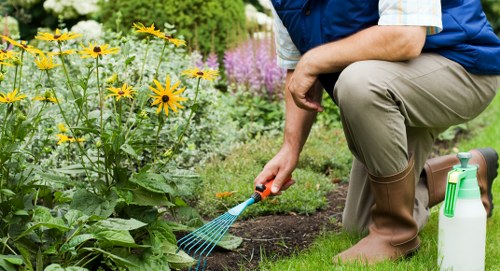 A person kneeling on a well-maintained lawn in a garden, wearing brown rubber boots, a navy blue vest, and light trousers, using a small handheld rake to tend to the flower bed. The garden features a lush green grass area in the foreground, bordered by a variety of flowering plants and shrubs, including tall yellow flowers with dark centers, delicate purple blooms, and other greenery. In the background, there are several trees and dense foliage, suggesting a spacious outdoor setting typical of a suburban garden in Carshalton. A white garden spray bottle is positioned on the grass nearby, indicating ongoing gardening activities. The scene is illuminated by natural daylight, with vibrant colours and clear visibility, reflecting an outdoor environment prepared for gardening maintenance or hedge trimming services provided by Hedge Trimming Carshalton, supporting local outdoor gardening and landscaping efforts.